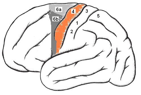 Kapitel 2: Grundlagen zerebraler Kortex Der zerebrale Kortex beschreibt die Großhirnrinde und wird neuroanatomisch in vier Felder unterteilt: Frontallappen, Parietallappen, Okzipitallappen und