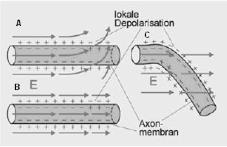 Kapitel 2: Grundlagen Die elektrische Reizung eines Nervens ist möglich, wenn in das Gewebe ein kurzer Strompuls induziert wird (Weyh & Siebner, 2007).