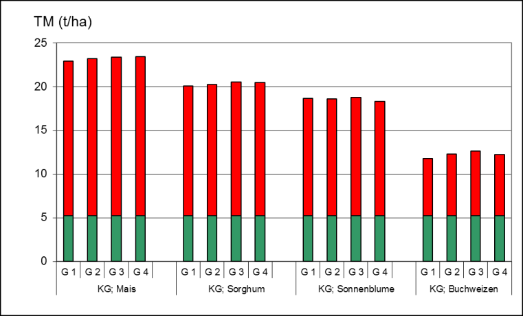 Abb. 32: TM-Ertrag (oben) und Methanertrag (unten) von dem letzten Schnitt von anderthalbjährigem Kleegras (ÖKOVERS, V2) gefolgt von den Zweitkulturen Mais, Sorghum, Sonnenblumen und Buchweizen,