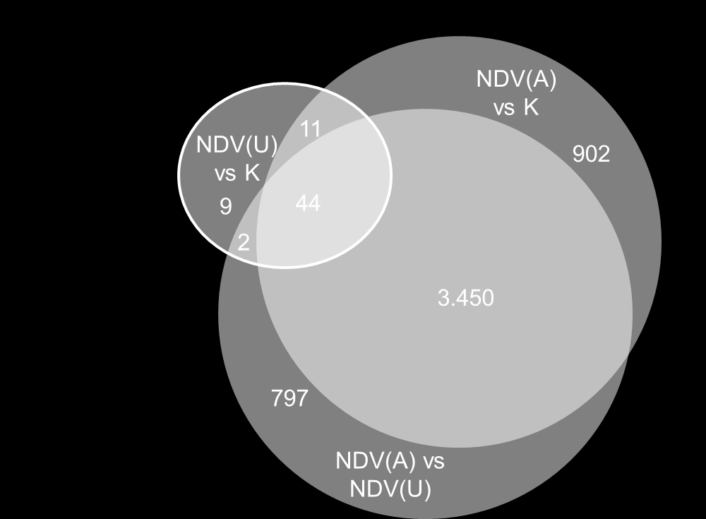 Ergebnisse 129 Abbildung 32 Genexpression in der Lunge nach NDV Infektion Dargestellt ist die Anzahl signifikant regulierter Gene nach Vergleich der Genexpression in den diversen Lungenarealen nach