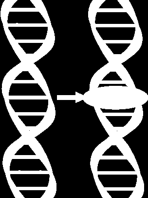 Single Nucleotide Polymorphisms SNPs Ein Single Nucleotide Polymorphism oder SNP (ausgesprochen Snip ) ist eine Variation der DNA-Sequence, bei der ein einzelnes Nucleotid A, T, C oder G im Genom bei