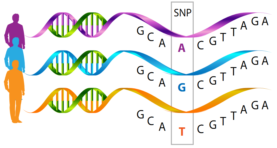 Genetische Ursachen - Zwillingsstudien: genetischer Hintergrund höheres Erkrankungsrisiko bei Verwandten -