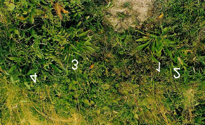 6. Ergebnisse Abb. 42: Standort der Teufelsabbiss-Pflanzen aus Abb. 41. Pflanze 5 steht knapp 7 m rechts außerhalb des Bildes.