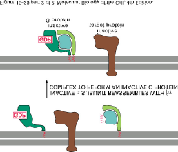 Biochemische Reaktionen in Signaltransduktion Der Effektor ist in unserem Falle die Adenylylcyclase, die sich ebenfalls in der Membran befindet.