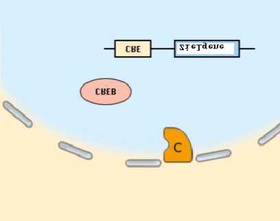 Pro Komplex werden zwei A-Kinase-Moleküle feigesetzt. Die A-Kinase diffundiert nun durch die Kernporen in das Kernplasma.