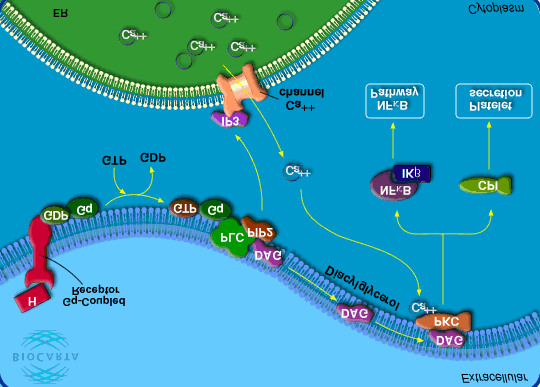 17 Cell Signaling Pathway: Activation