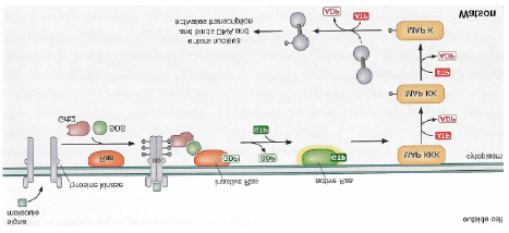 Signalerkennung und -übertragung durch Rezeptortyrosinkinasen Die meisten Rezeptor-Tyrosinkinasen sind Monomere, die durch die Bindung ihres Liganden dimerisieren (es verbinden sich zwei von