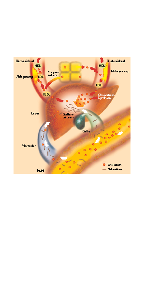 Der informierte Patient Die Wege des Cholesterins im menschlichen Organismus Nahrungscholesterin wird im Dünndarm teilweise aufgenommen. Im Körper wird es als Chylomikronen, LDL und HDL transportiert.