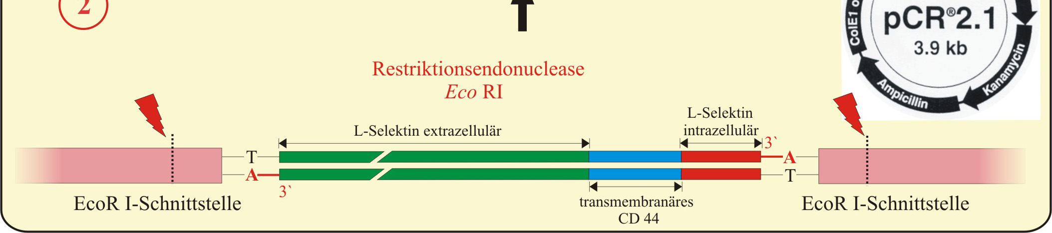 1 wurde mit EcoR I-Restriktionsenzym geschnitten und anschließend mit Alkalischer Phosphatase behandelt (1). Der pcr 2.
