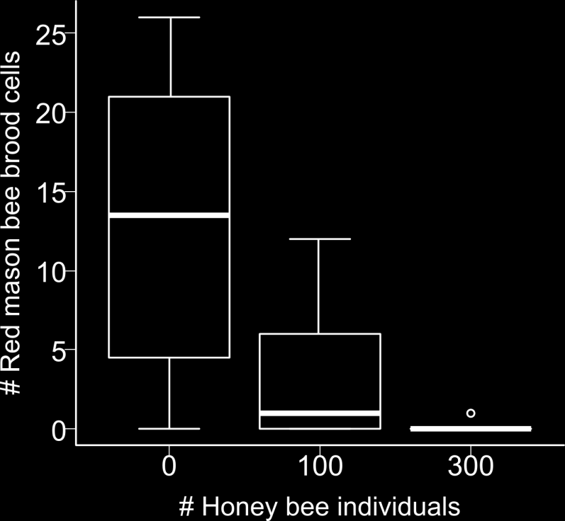 der Mauerbiene *** # Honey bee