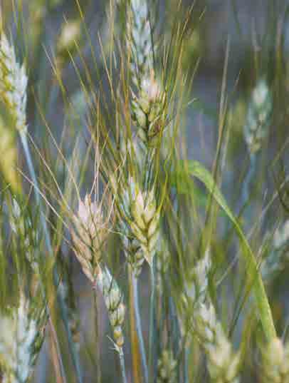 bio.logisch Wissenswertes Weizenvielfalt Weichweizen ist heute der wichtigste und meistverwendete Weizen. Welcher Weizen Wofür benutzt Es gibt aber auch wird auf diesem man Weizen?