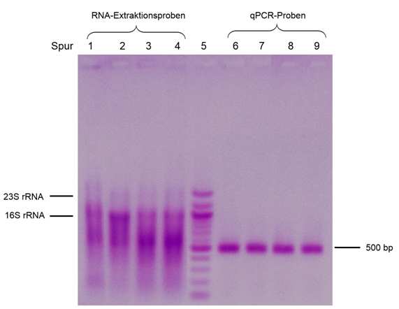 Ergebnisse & Diskussion Abbildung 31: Gelbild Versuch 11 RNA-Qualität zweier unterschiedlich gelagerter Biogasproben In den Spuren 1 und 2 sind die RNA-Extraktionsproben der reinen Biogasprobe