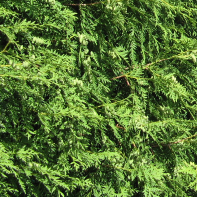 Blautanne (Blaufichte) Nadelbaum aus Nordamerika, der über 30 m hoch werden kann. Wird bei uns auch als Weihnachtsbaum bzw. als Adventsdekoration verwendet.