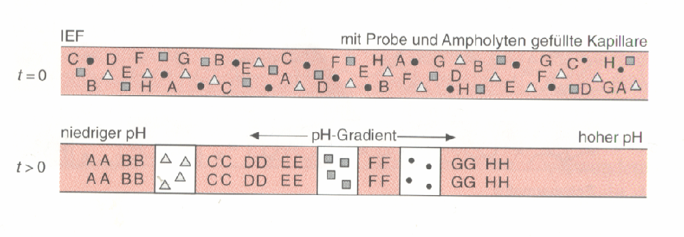 nach Anlegen der Spannung wandern die Ampholytmoleküle bi