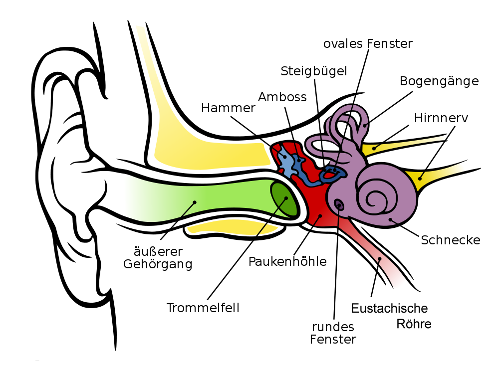 Das Hörsystem des Menschen Quelle: http://upload.wikimedia.