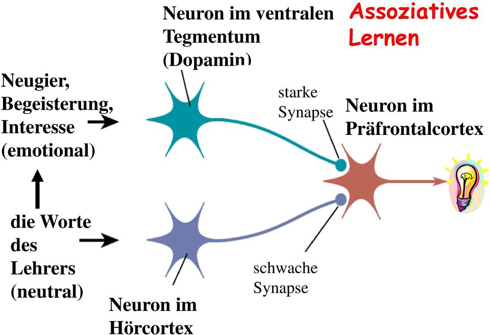 Assoziatives Lernen Neuron im Präfrontalcortex die
