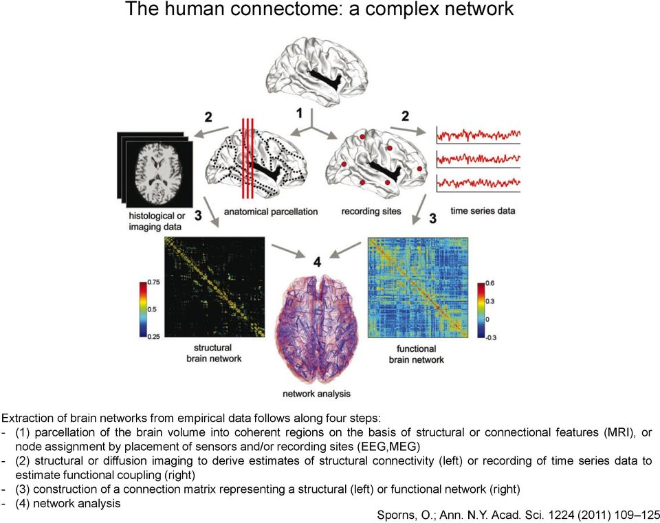 structural or diffusion imaging to derive estimates of structural connectivity (left) or recording of time series data to estimate functional coupling (right) -