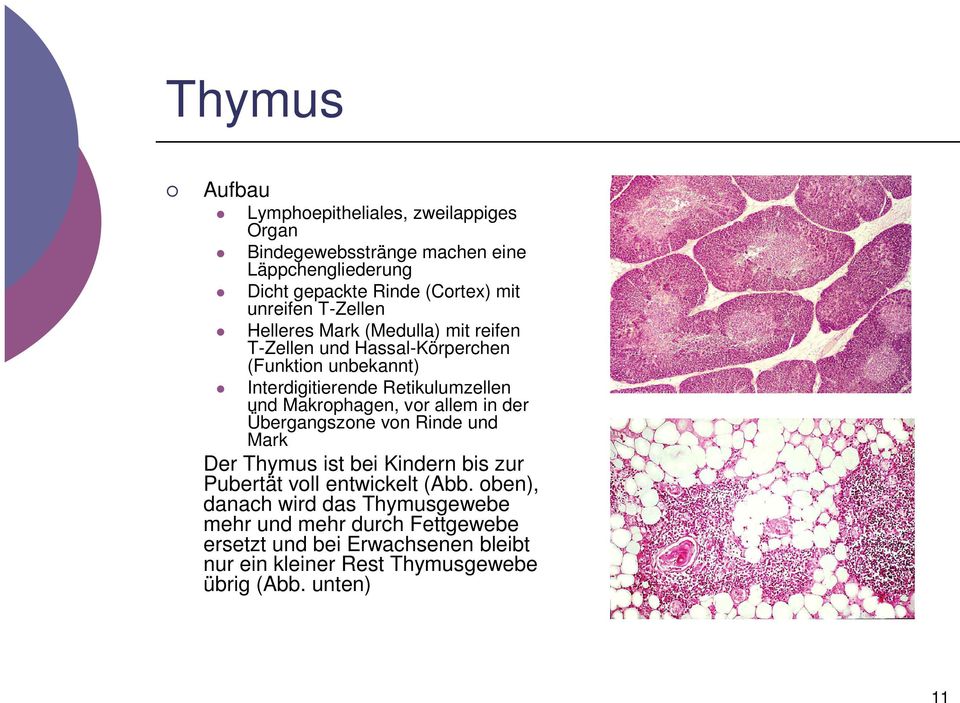 und Makrophagen, vor allem in der Übergangszone von Rinde und Mark Der Thymus ist bei Kindern bis zur Pubertät voll entwickelt (Abb.