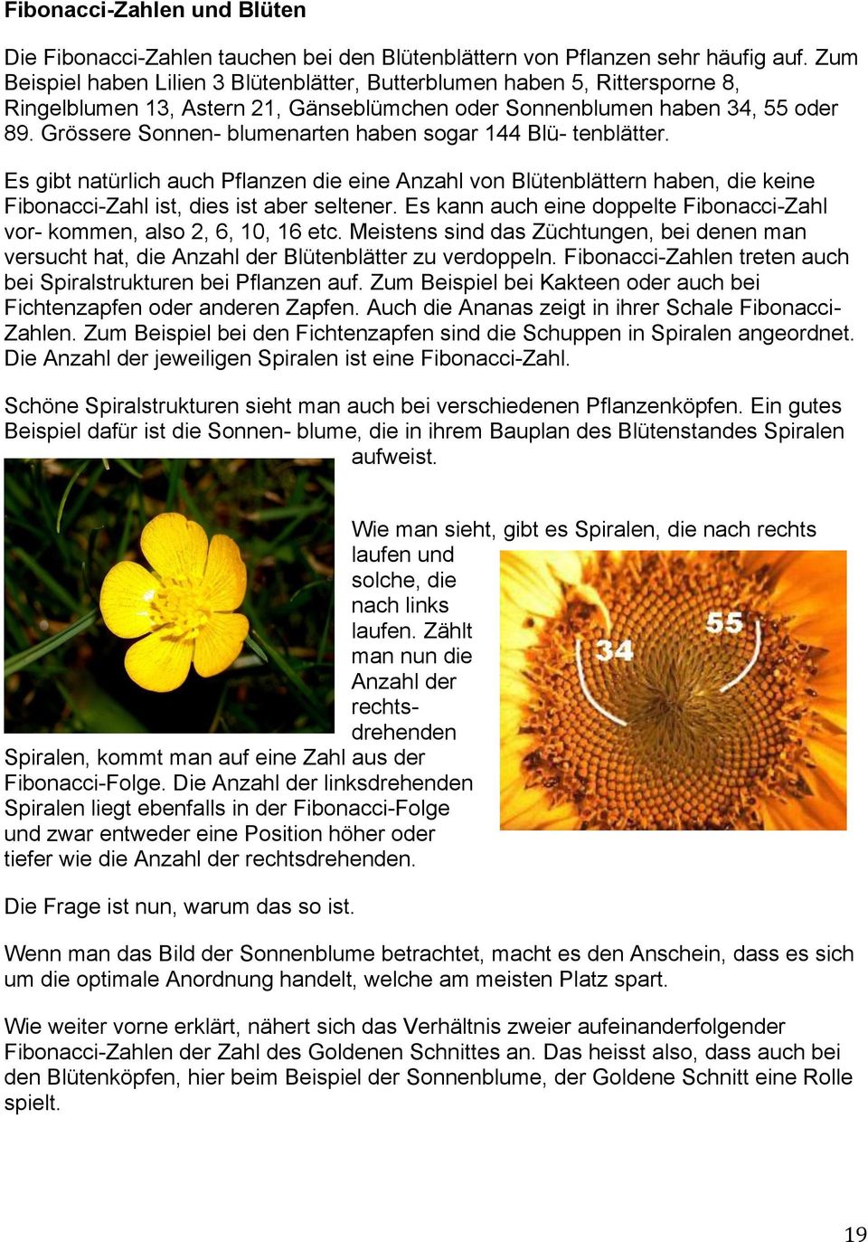 Grössere Sonnen- blumenarten haben sogar 144 Blü- tenblätter. Es gibt natürlich auch Pflanzen die eine Anzahl von Blütenblättern haben, die keine Fibonacci-Zahl ist, dies ist aber seltener.