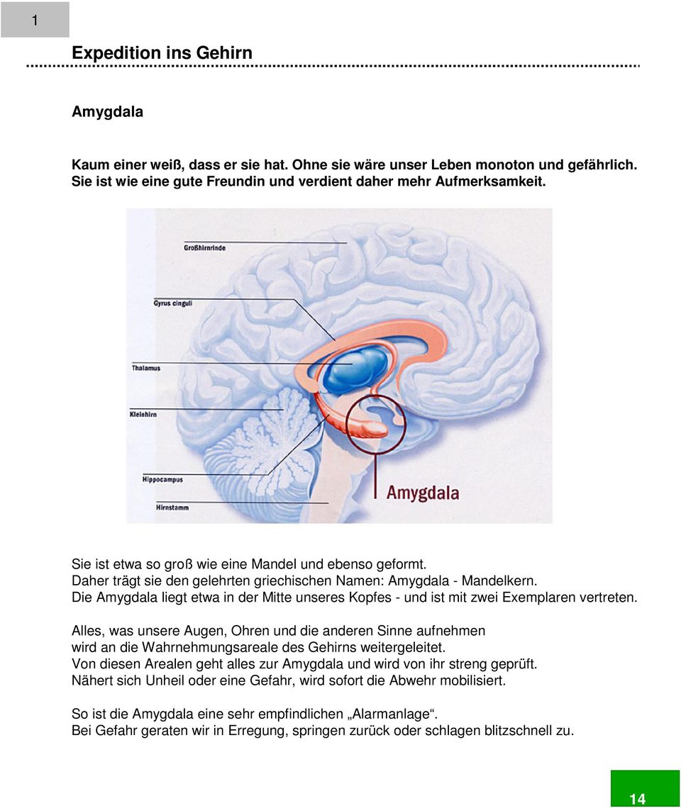 Die Amygdala liegt etwa in der Mitte unseres Kopfes - und ist mit zwei Exemplaren vertreten.