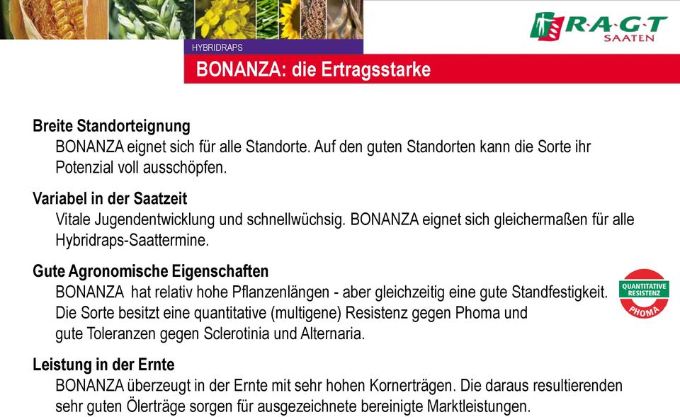 Gute Agronomische Eigenschaften BONANZA hat relativ hohe Pflanzenlängen - aber gleichzeitig eine gute Standfestigkeit.