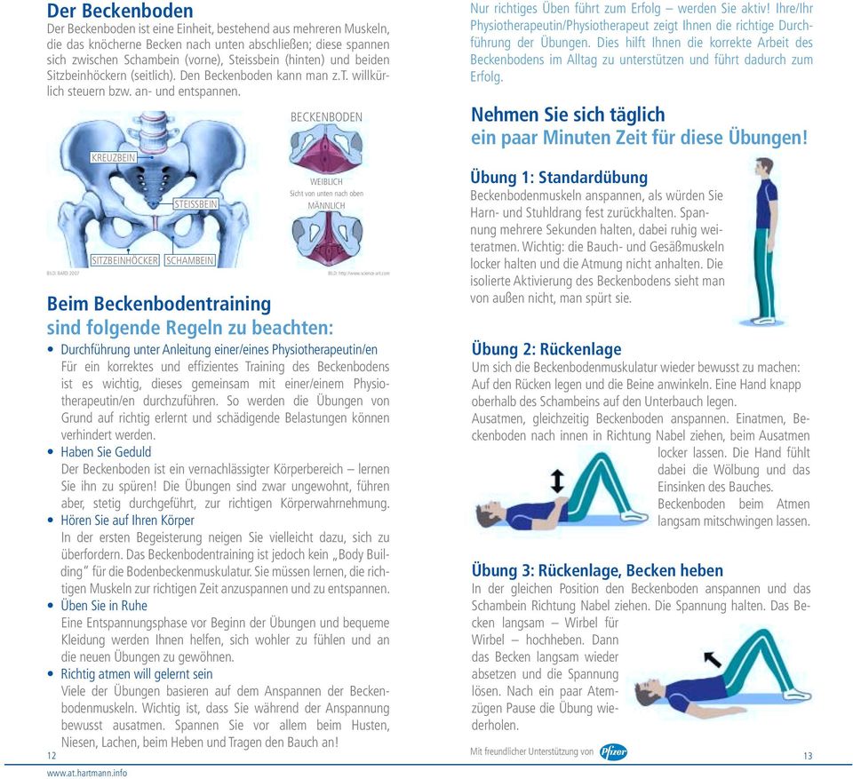 BILD: BARD 2007 12 KREUZBEIN SITZBEINHÖCKER Beim Beckenbodentraining sind folgende Regeln zu beachten: Durchführung unter Anleitung einer/eines Physiotherapeutin/en Für ein korrektes und effi zientes