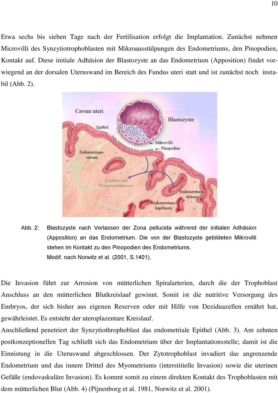 Diese initiale Adhäsion der Blastozyste an das Endometrium (Apposition) findet vorwiegend an der dorsalen Uteruswand im Bereich des Fundus uteri statt und ist zunächst noch instabil (Abb. 2). Abb.