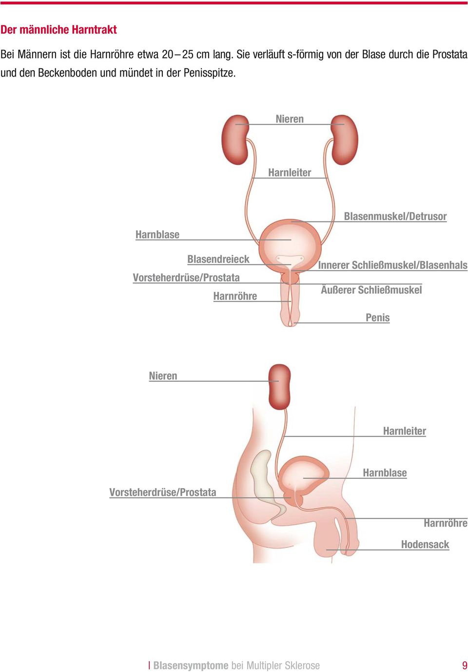 Nieren Harnleiter Harnblase Blasendreieck Vorsteherdrüse/Prostata Harnröhre Blasenmuskel/Detrusor Innerer