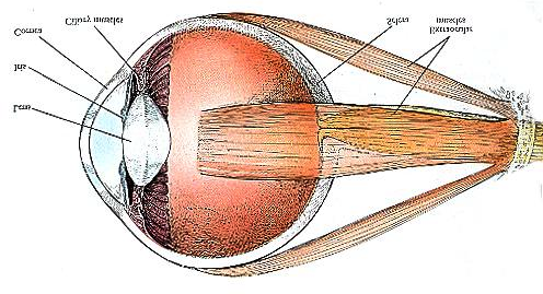 - Unter Sakkaden versteht man kleine, ruckartige Bewegungen der Augen - diese haben das Ziel möglichst weite Teile des Blickfeldes auf die Fovea abzubilden, und ermöglichen letzten Endes das