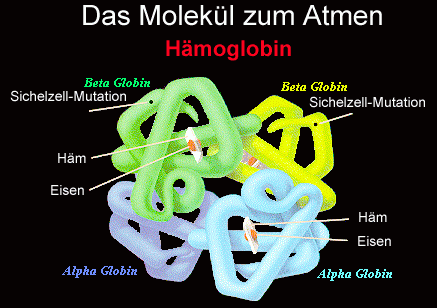 Punktmutation an der gleichen Stelle wie HbS, aber andere Aminosäure homozygot leichte bis mässige hämolytische Anämie heterozygot gesund HbC ist in der Zelle weniger gut lösbar als HbA, liegt in