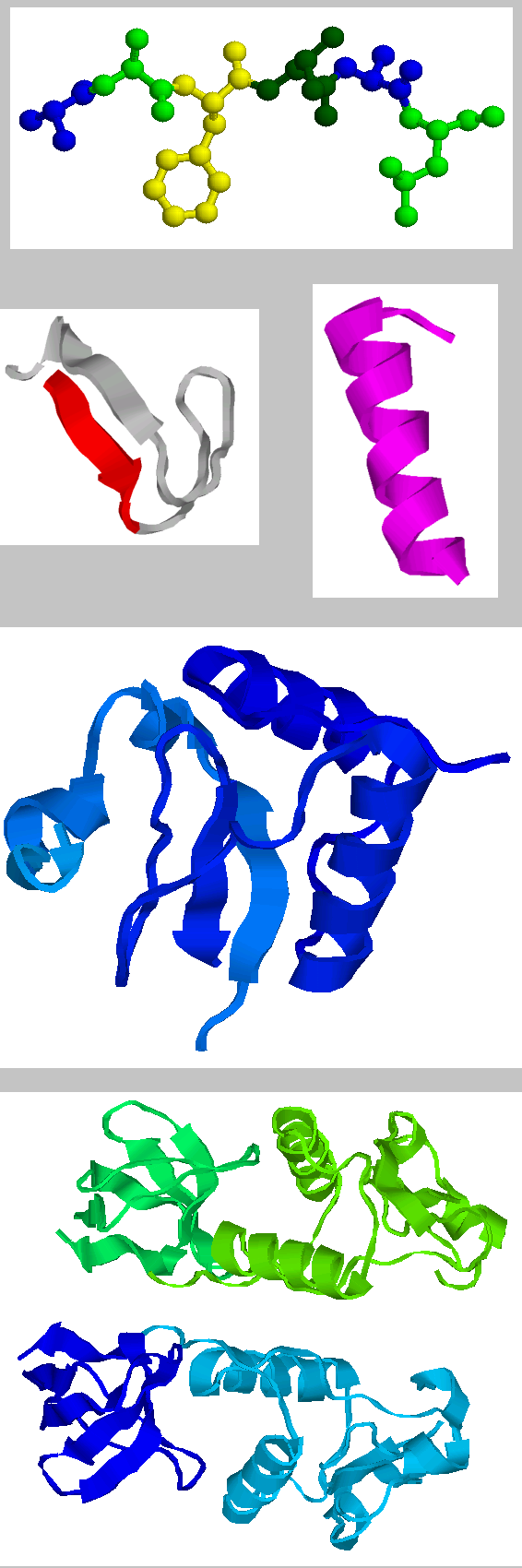 Dr. Hans Georg Mustafa Primärstruktur Zahl, Typ und Abfolge der Aminosäuren Proteinstruktur Sekundärstruktur ß-Faltblatt oder α-helix