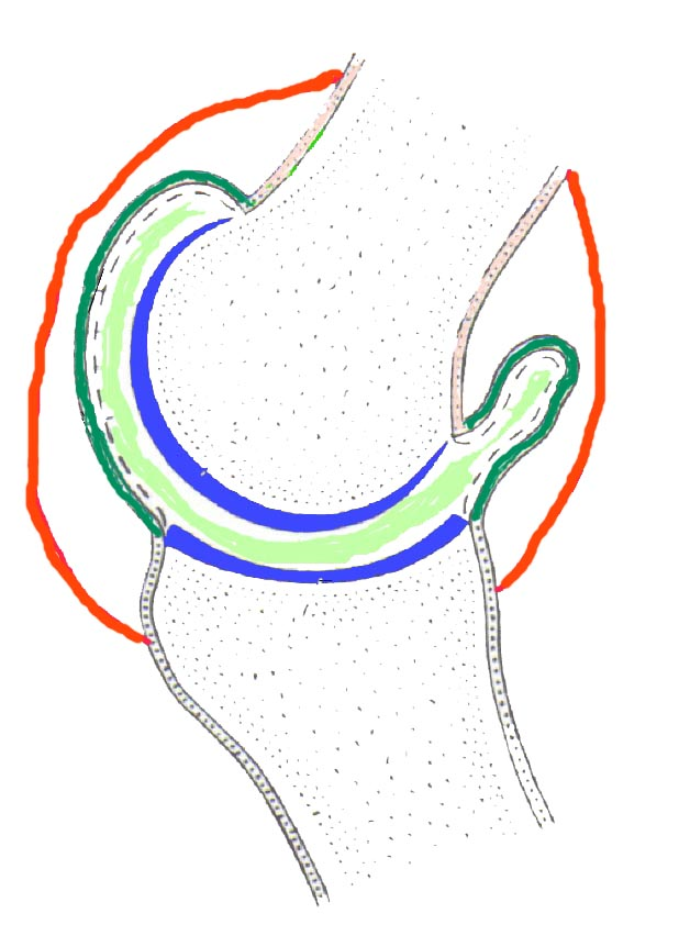 Kugelgelenk (schematisch) => formschlüssiges Gelenk Gelenkpfanne Gelenkkopf Gelenkspalt mit Synovia Gelenkknorpel Gelenkkapsel Gelenkband Aufbau: Muskulatur Sie stellt den aktiven (ermüdenden ) Teil