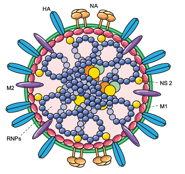 Influenza-Viren: Aufbau 8 RNA-Segmente