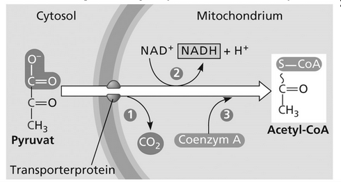 Brenztraubensäure (Pyruvat) Dehydrierung unter Abspaltung von CO 2 NADH+H + entsteht