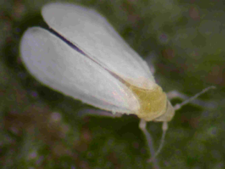 Zur nachhaltigen Bekämpfung Weißer Fliegen - Resistenzvorsorge - 1. Prüfliste für den eigenen Gartenbaubetrieb: Ich will Weiße Fliegen nachhaltig bekämpfen. Erfülle ich die Voraussetzungen dafür?