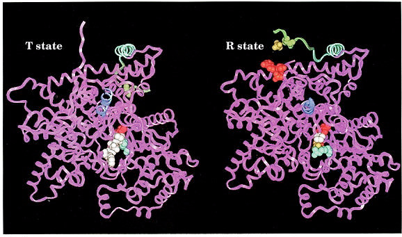 Konformationsänderungen in der Glykogen-Phosphorylase inaktiv Phosphorylase a aktiv Phosphoryl. Stelle Ser14 N-terminale Reste AMP Turmhelix PLP P Arg 569 Substratphosphat interakt.