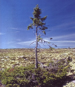 Der älteste Baum? Die schwedische Fichte mit dem Alters-Weltrekord. 1 Forscher entdeckten in Mittelschweden eine Fichte, die fast 10 000 Jahre auf dem Buckel hat.