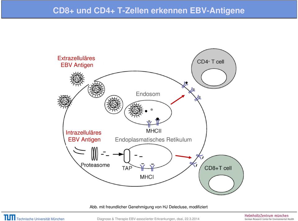 Intrazelluläres EBV Antigen Endoplasmatisches