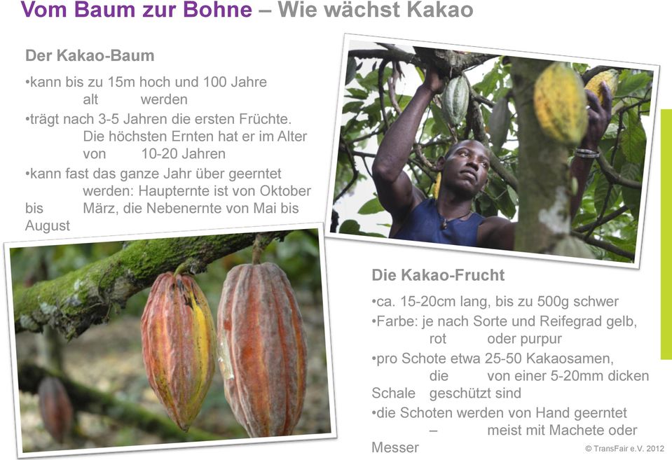 Nebenernte von Mai bis August Die Kakao-Frucht ca.