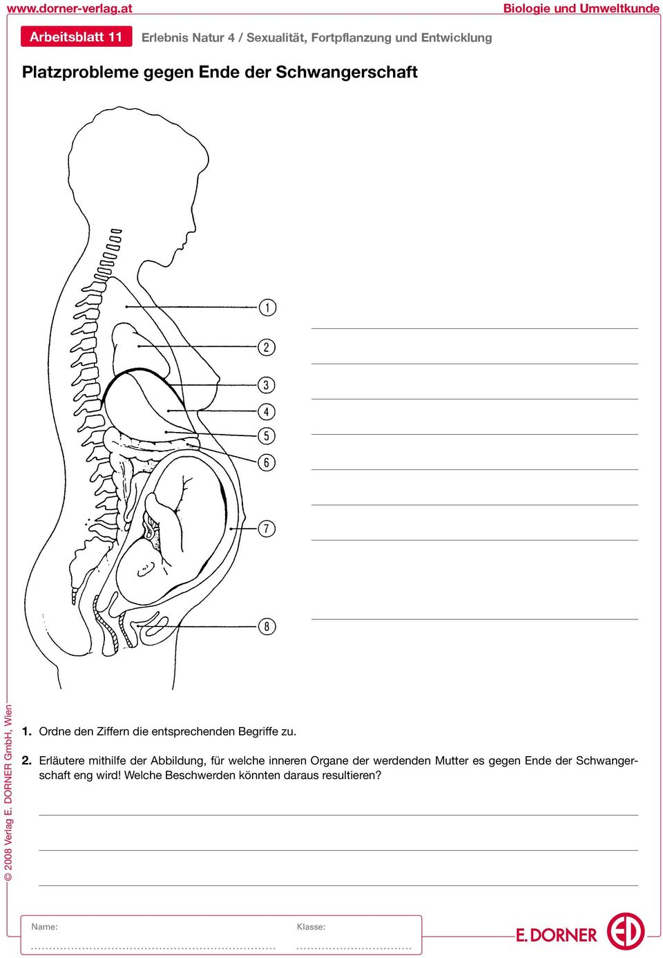 Erläutere mithilfe der Abbildung, für welche inneren Organe der