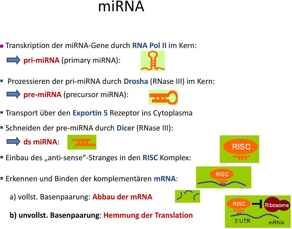 Schneiden der pre mirna durch Dicer (RNase III): ds mirna: Einbau des anti sense Stranges in den RISC Komplex: Erkennen