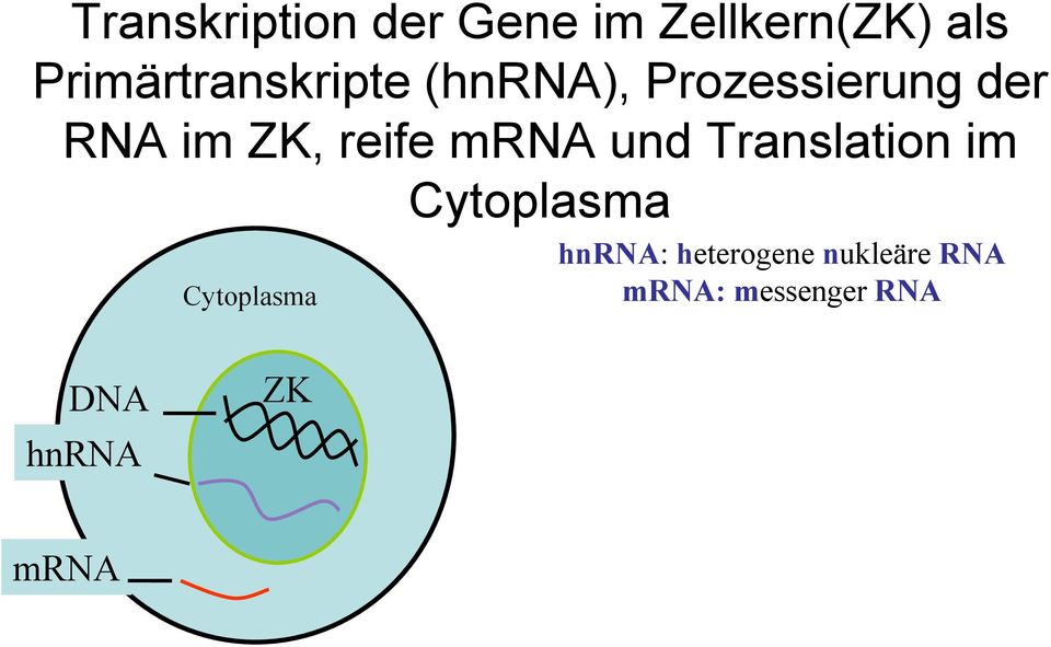 ZK, reife mrna und Translation im Cytoplasma hnrna: