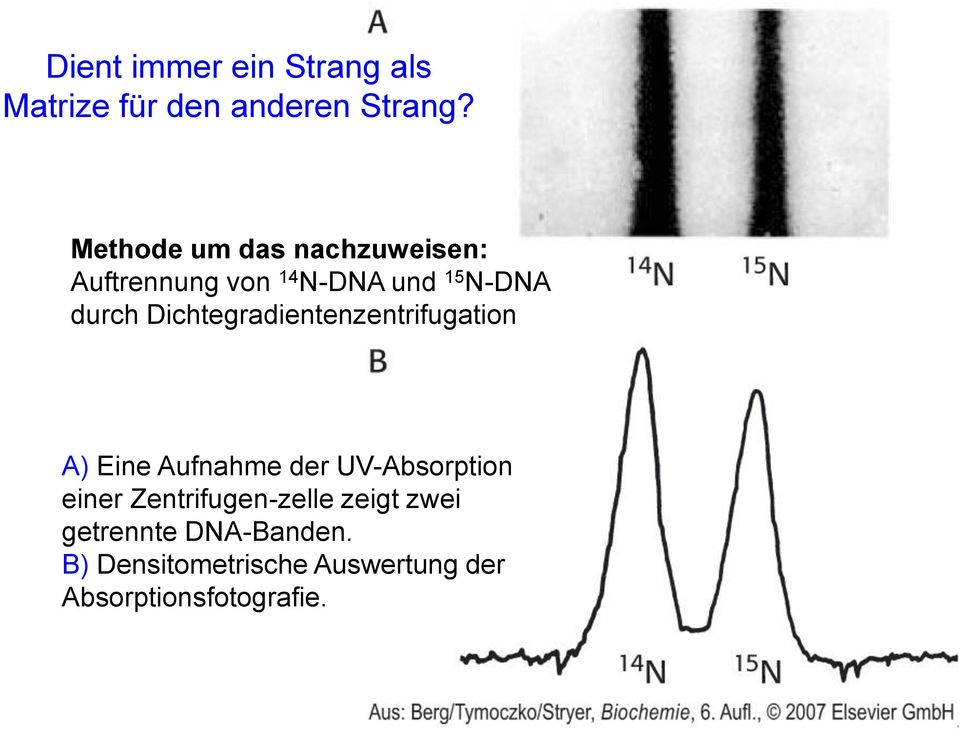 Dichtegradientenzentrifugation A) Eine Aufnahme der UV-Absorption einer