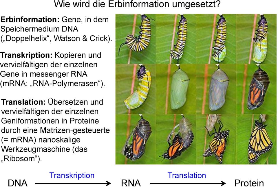 Transkription: Kopieren und vervielfältigen der einzelnen Gene in messenger RNA (mrna; RNA-Polymerasen ).
