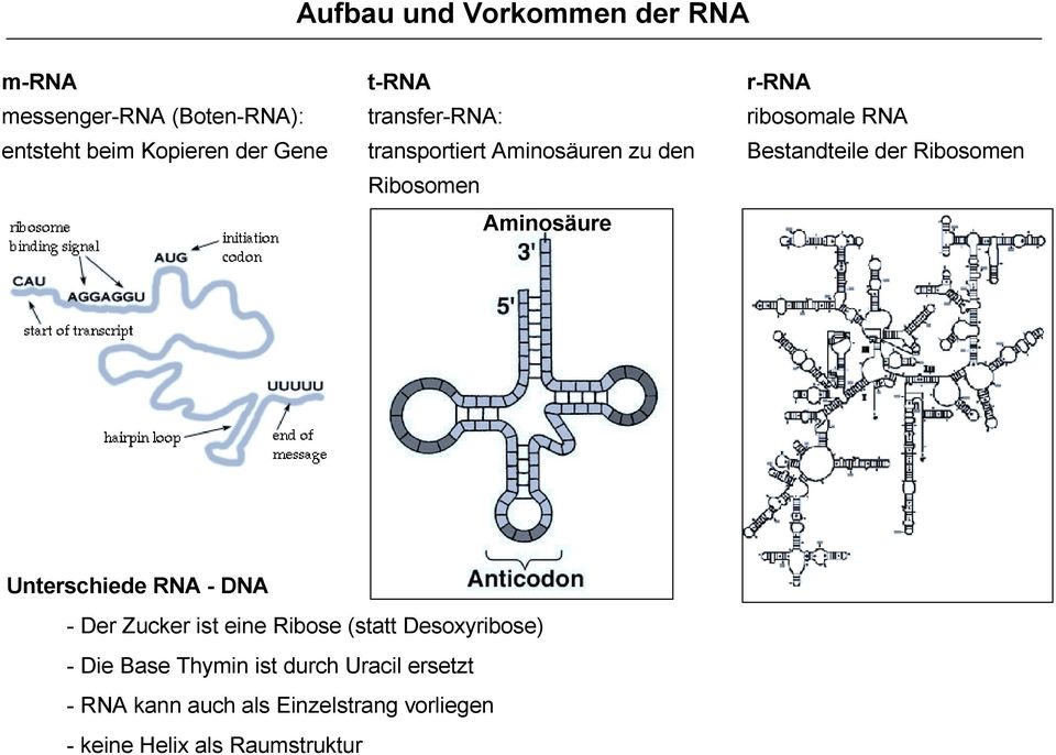 der Ribosomen Unterschiede RNA - DNA - Der Zucker ist eine Ribose (statt Desoxyribose) - Die Base