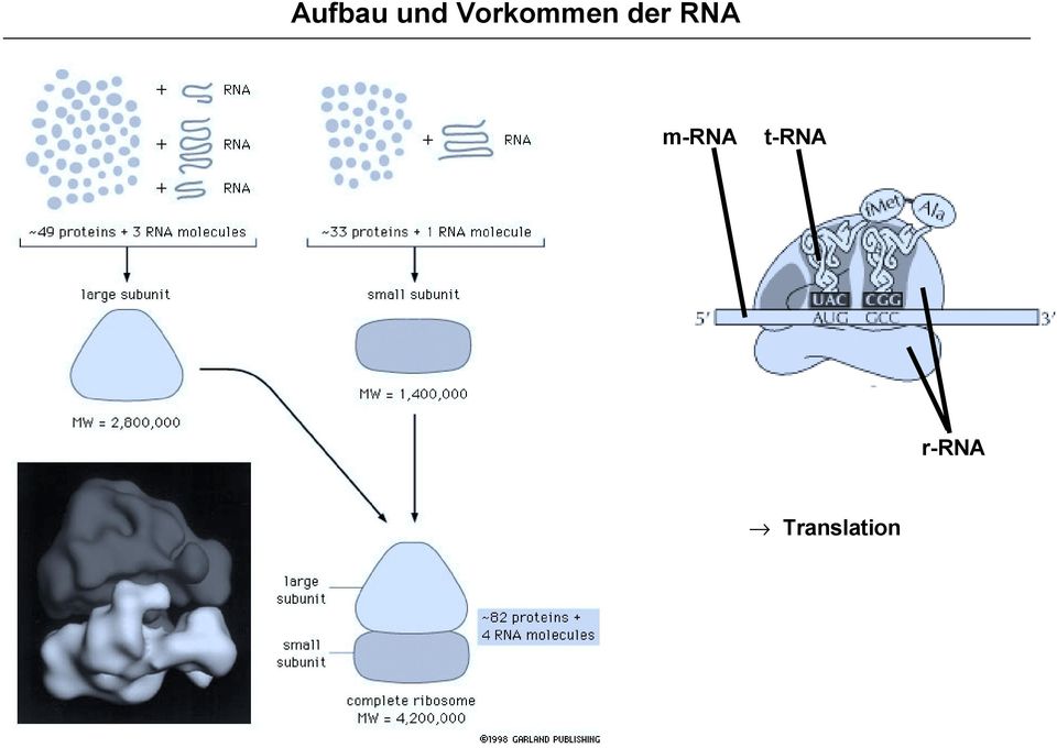 RNA m-rna