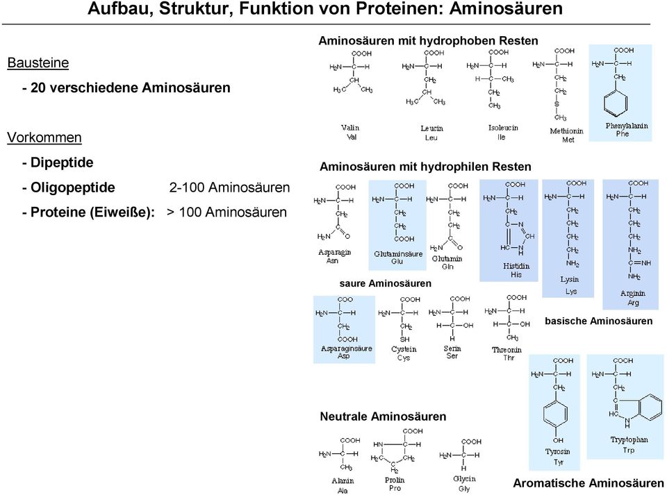 2-100 Aminosäuren - Proteine (Eiweiße): > 100 Aminosäuren Aminosäuren mit hydrophilen