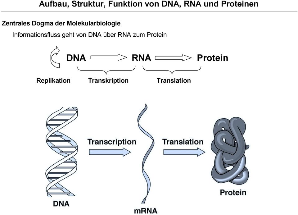 Informationsfluss geht von DNA über RNA zum