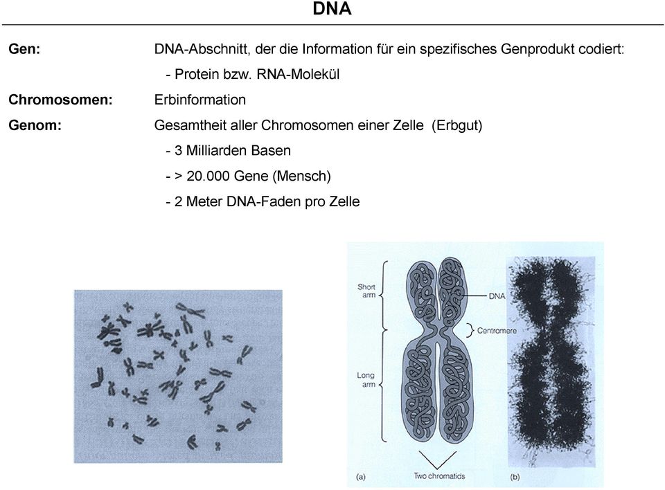 RNA-Molekül Erbinformation Gesamtheit aller Chromosomen einer Zelle