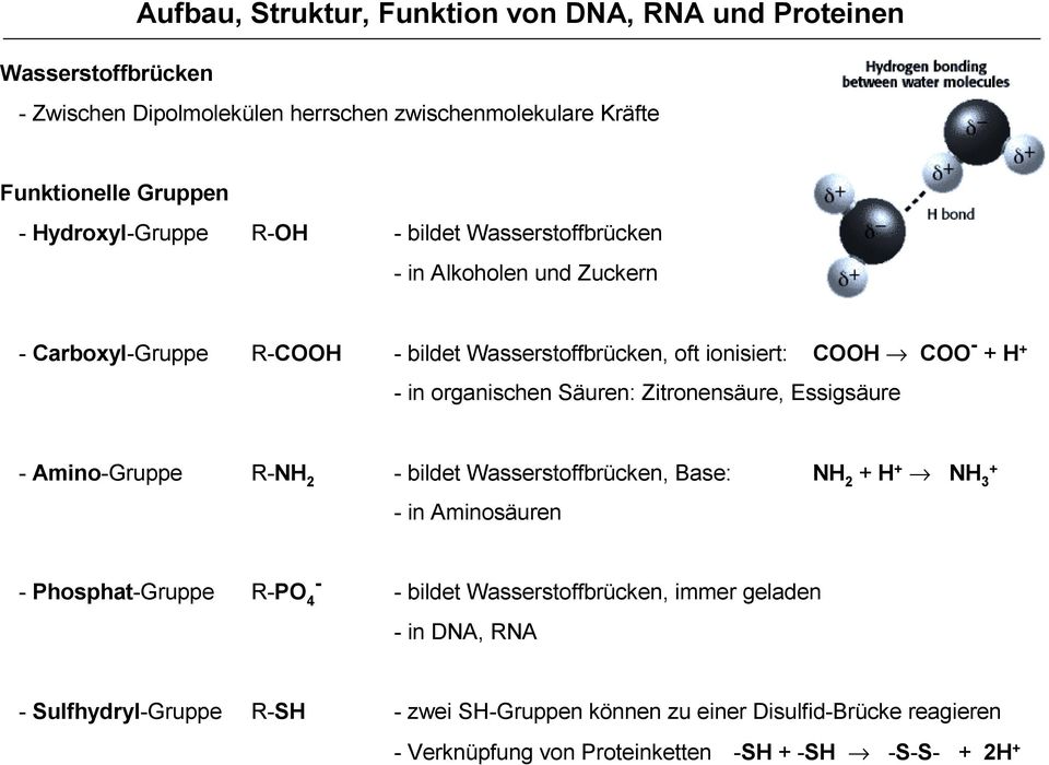 organischen Säuren: Zitronensäure, Essigsäure - Amino-Gruppe R-NH 2 - bildet Wasserstoffbrücken, Base: NH 2 + H + NH 3 + - in Aminosäuren - Phosphat-Gruppe R-PO 4 - -